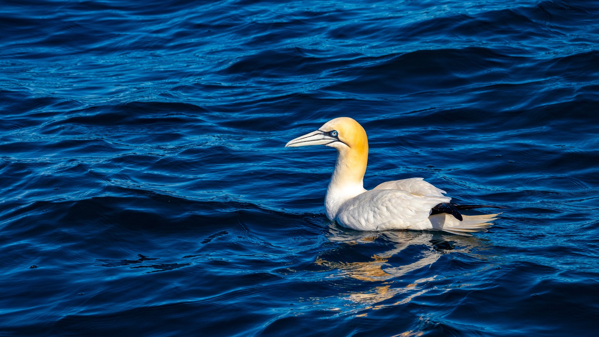Northern Gannet